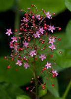 ..Jewels of Opar , Fameflower or pink baby's-breath